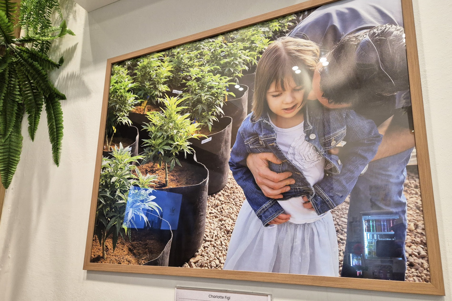 Panel display about Charlotte Figi at Revana Café Silom — the story of the girl whose treatment contributed to CBD's development