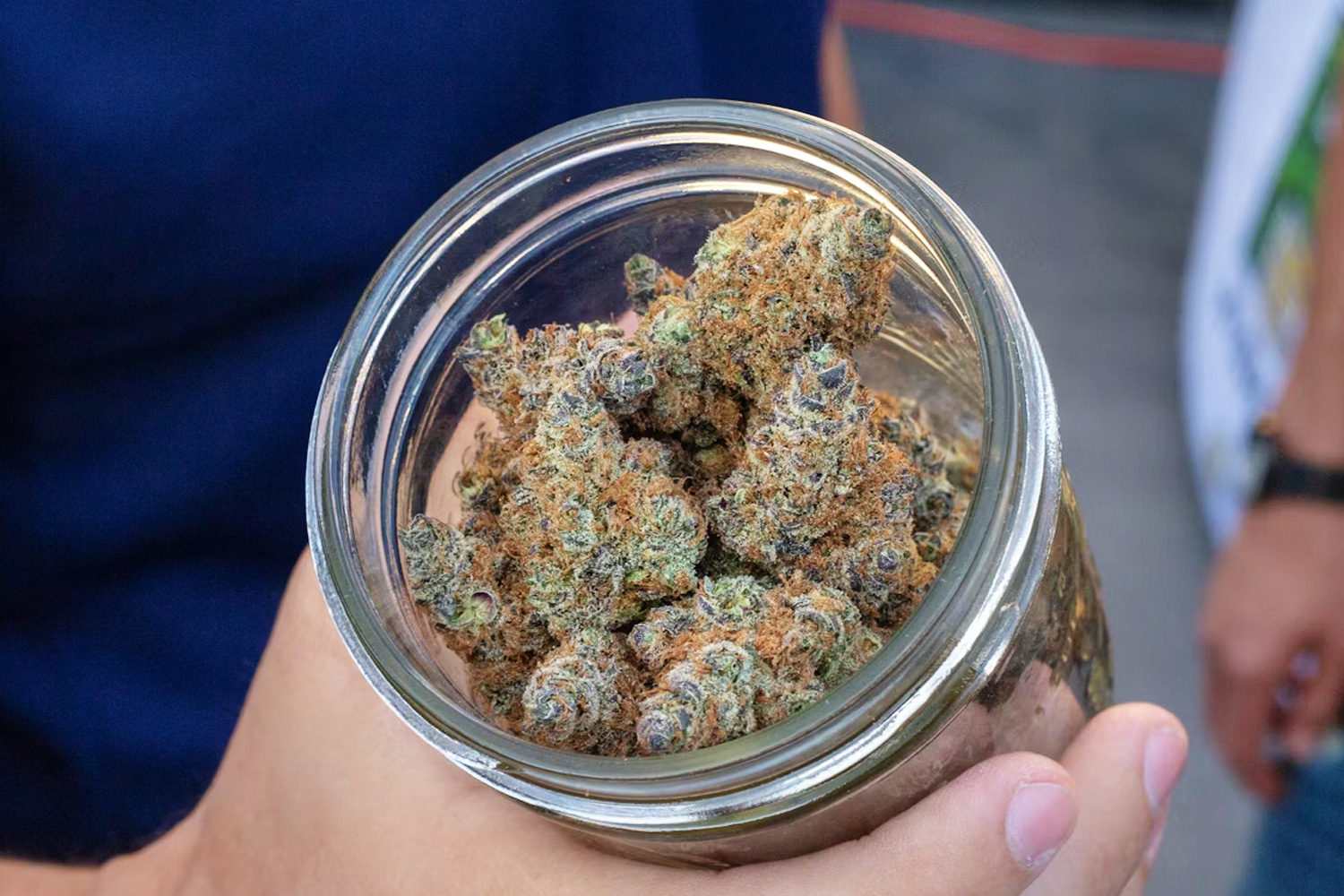 乾燥大麻の写真