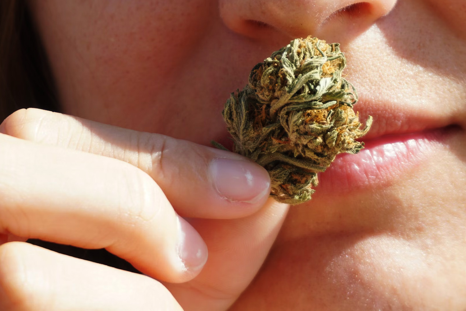 Person holding cannabis