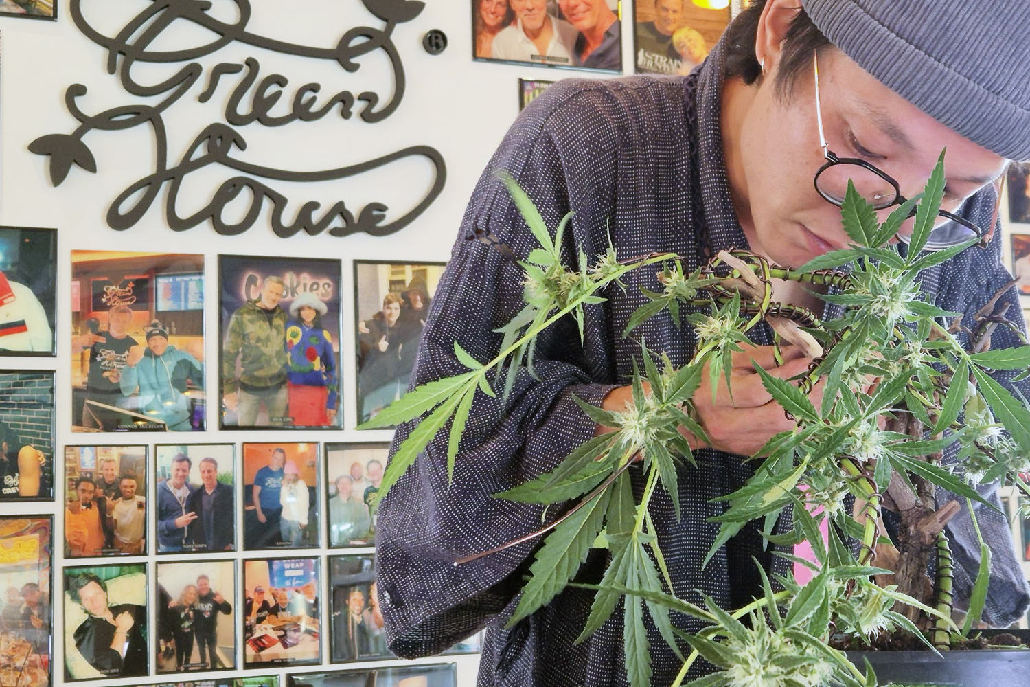 Upper branch wiring on the cannabis bonsai in progress