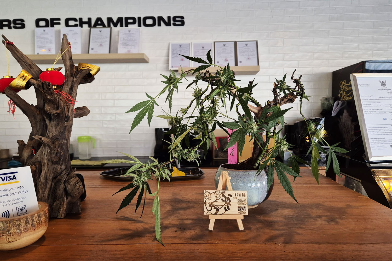 Completed ganja bonsai combining peeled and bark-on driftwood with autoflowering cannabis plant