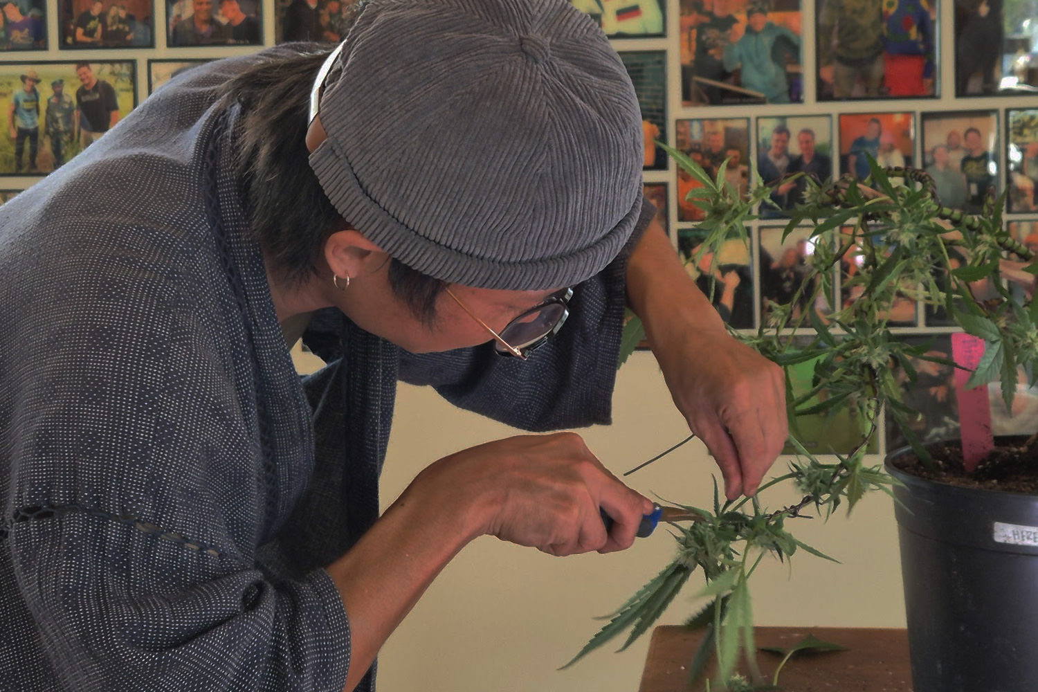 Leaf and bud trimming to adjust orientation and reveal the bud structure