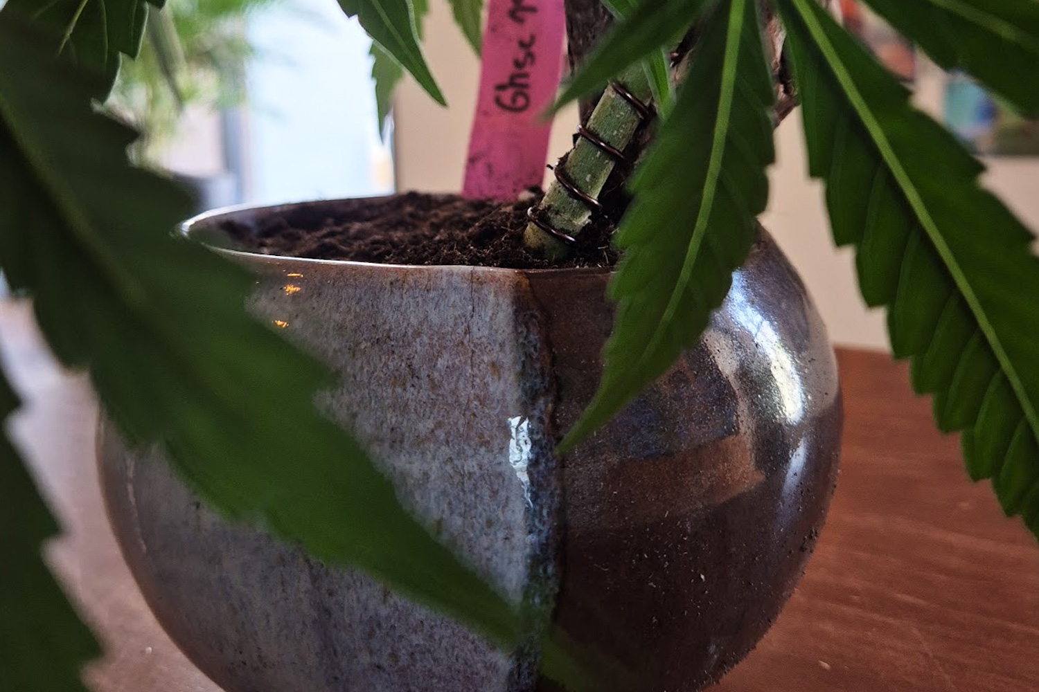 Japanese folk-craft iron-glazed ceramic vessel used as the bonsai pot