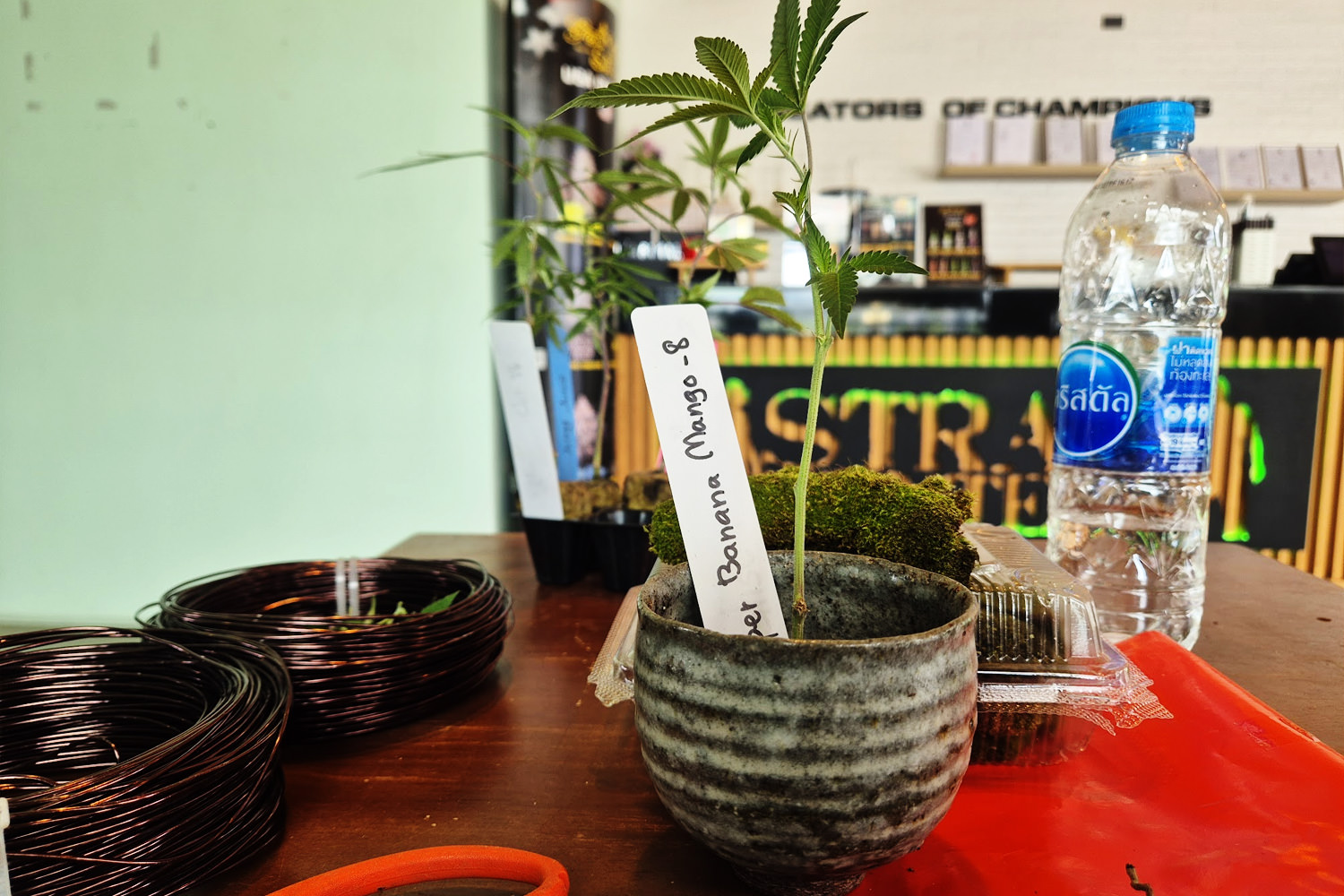 Making cannabis bonsai at Green House Nuanchan's cultivation space — Bangkok 420 2026