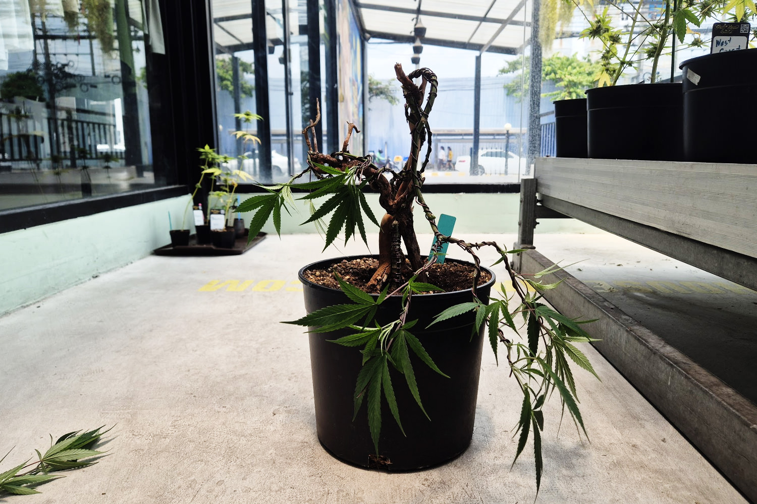 Completed cannabis bonsai after pruning, restructuring, and rebending — repotting work at Green House Nuanchan