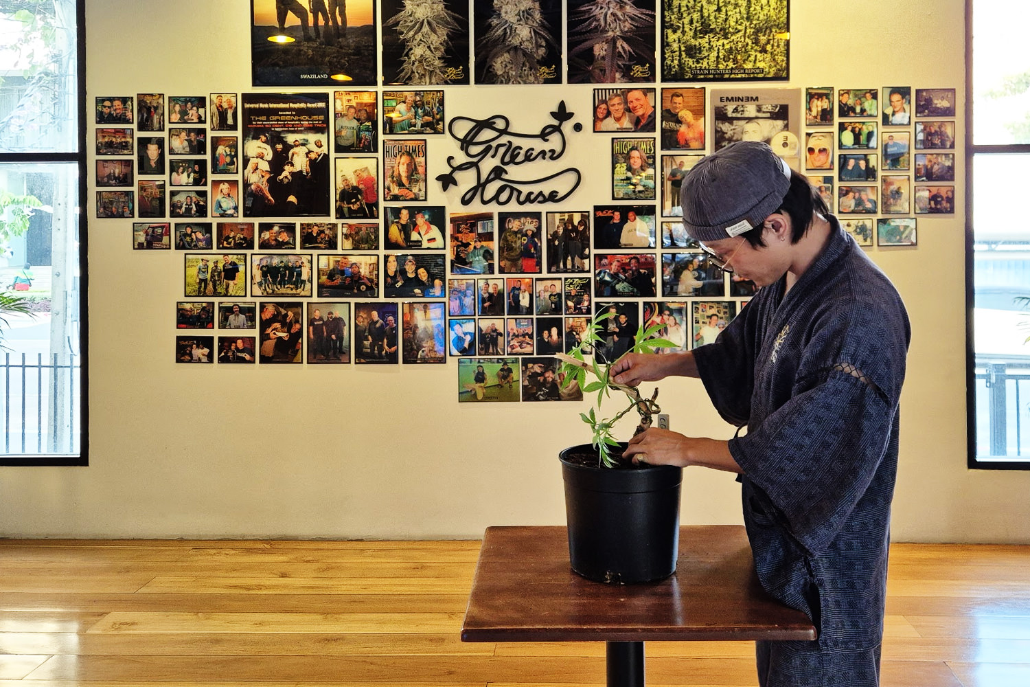 Autoflower cannabis bonsai repotted into Kyo-Kiyomizuyaki style painted ceramic — Green House Nuanchan 420