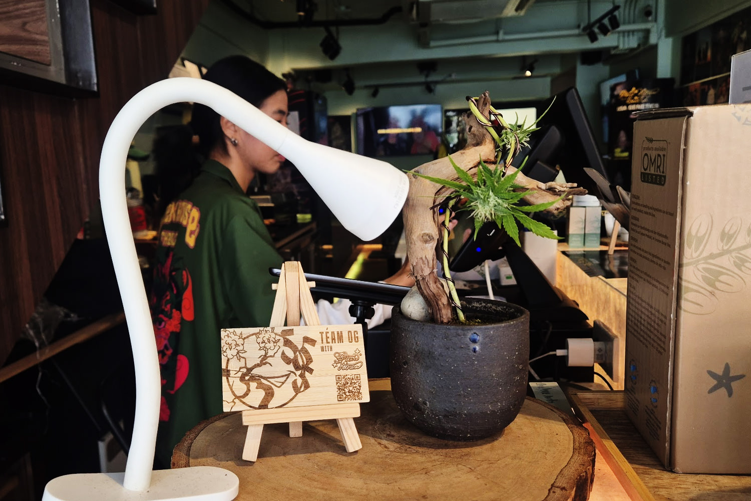 Flowering-stage autoflower cannabis bonsai delivered to Green House Thong Lo — Bangkok Thong Lo 420