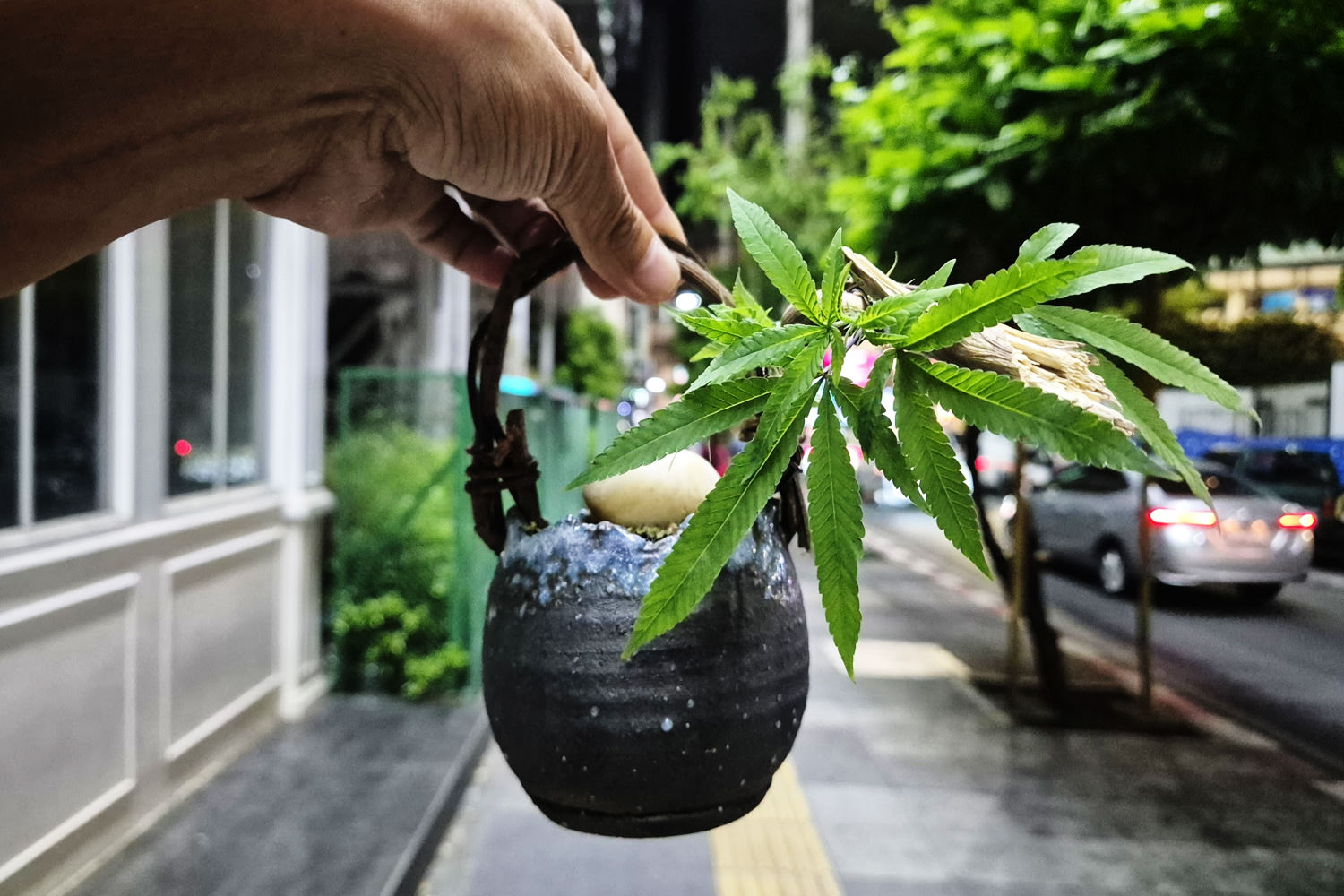 Cannabis bonsai in a handled Shigaraki-Iga style fired ceramic — Organic Gangsta 420 creation