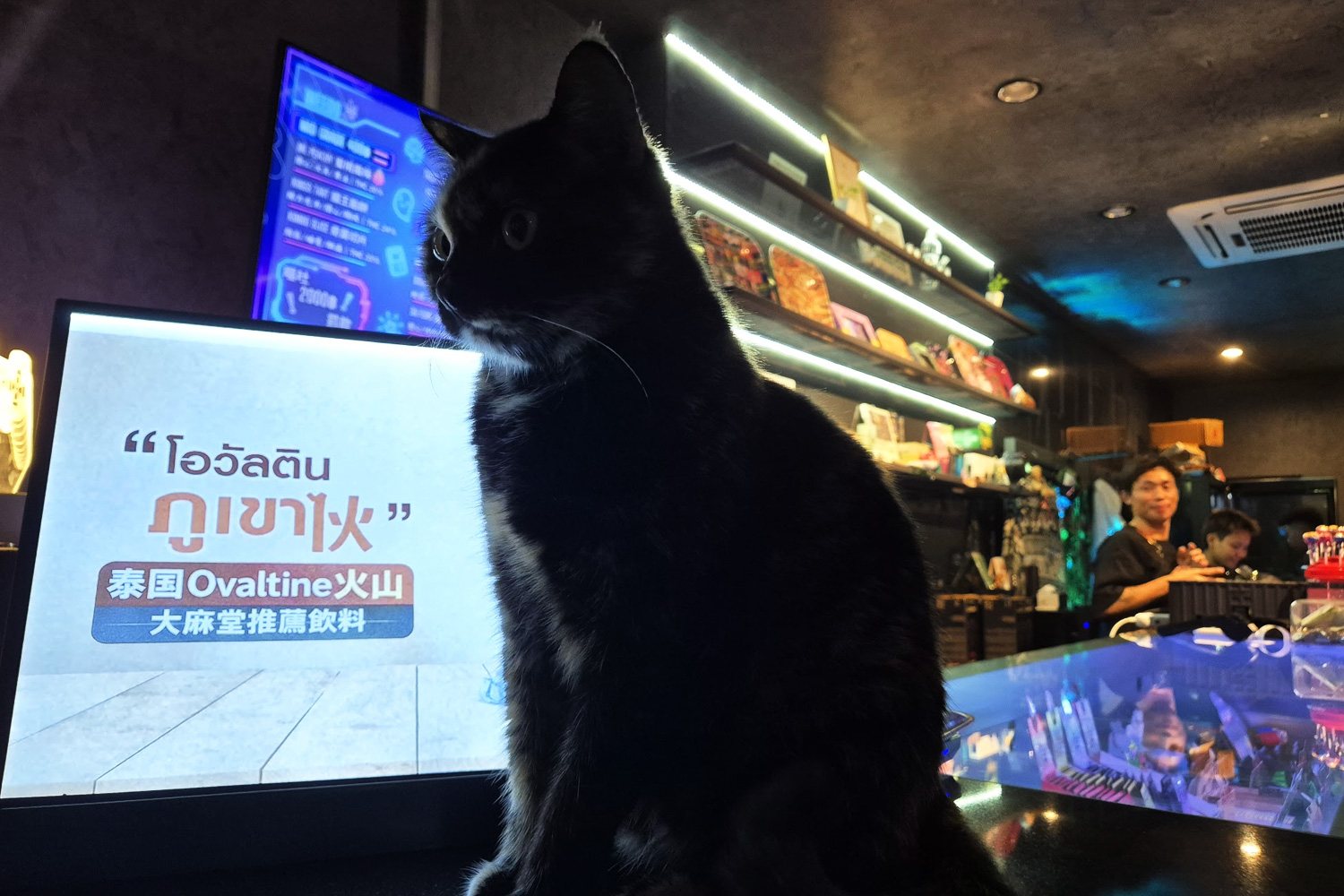 TAIMATON 大麻堂 — North Pattaya cannabis dispensary with resident cats