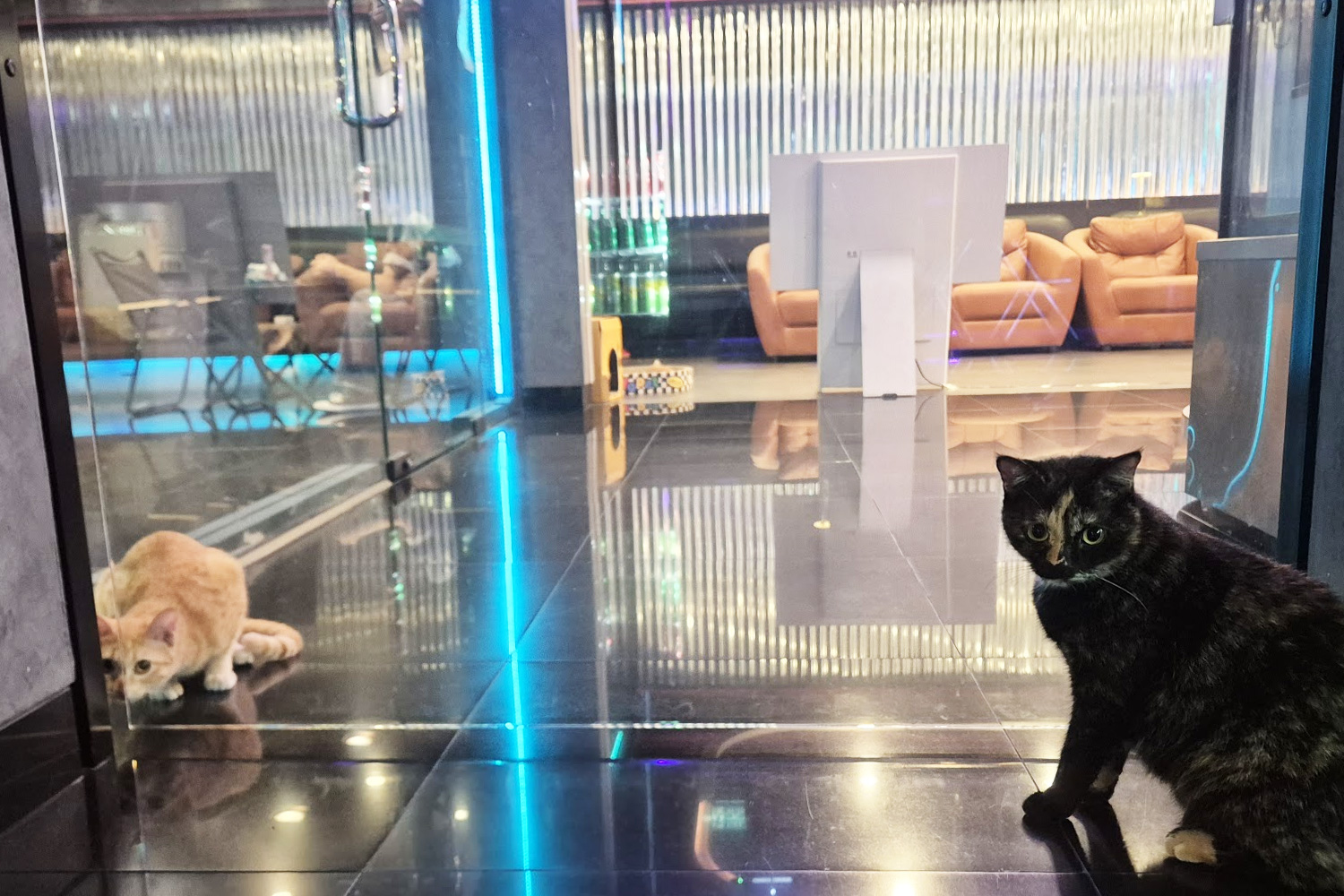 Cola the shop cat at TAIMATON cannabis dispensary in Pattaya — a friendly black cat who lives in the store