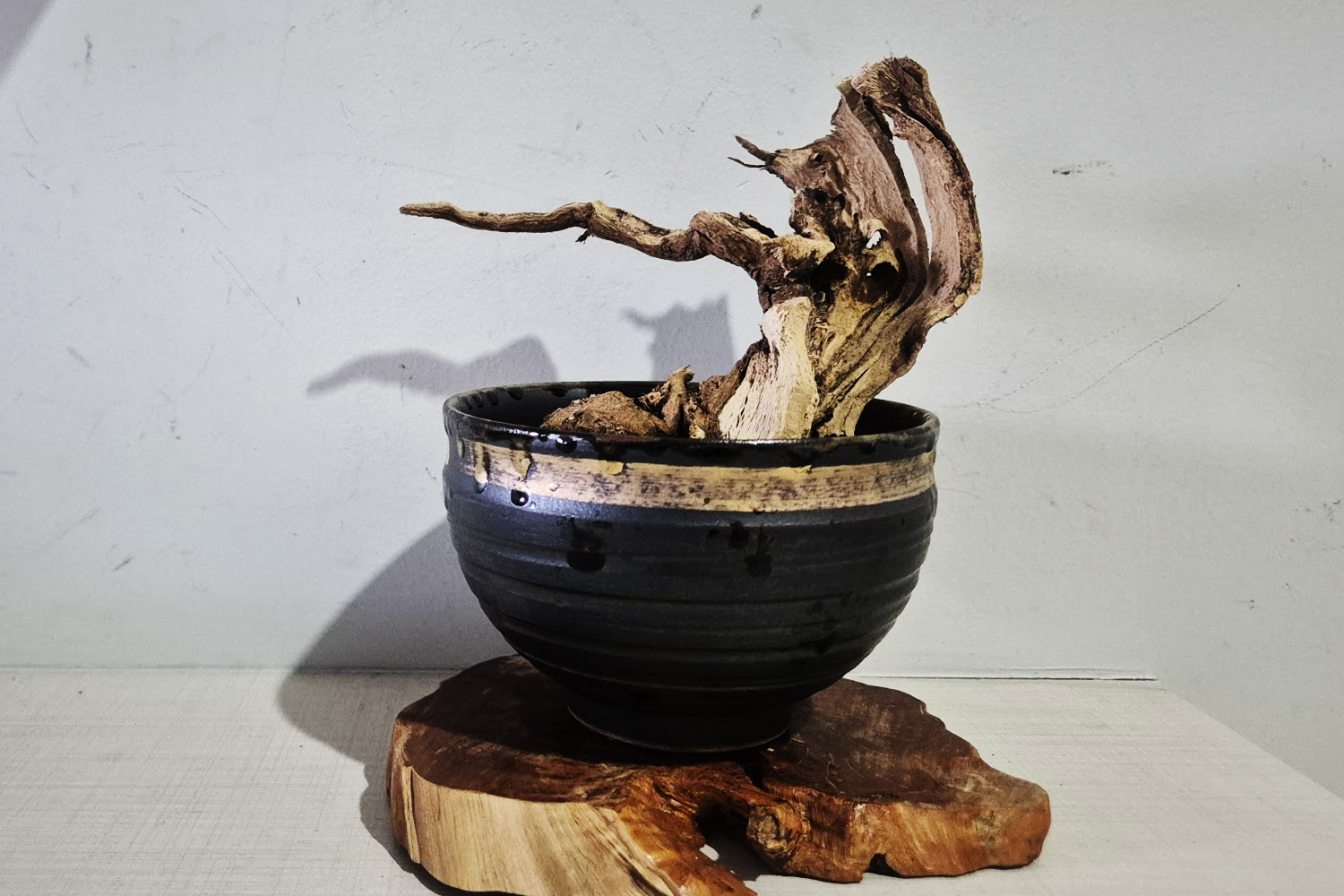 Shigaraki-style ceramic with black glaze and artist's mark, found at Pattaya Japanese second-hand market, repurposed as a cannabis bonsai vessel