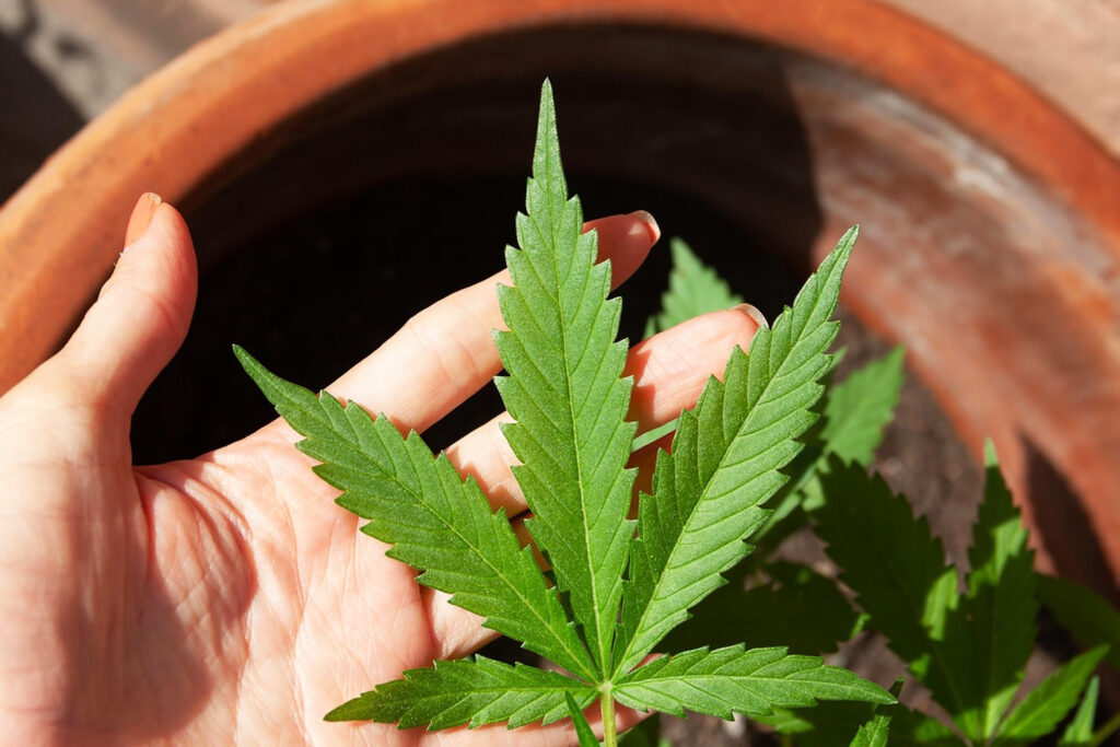大麻の“葉”から希少化合物「フラボアルカロイド」が初確認｜THCだけではない未解明な植物の可能性