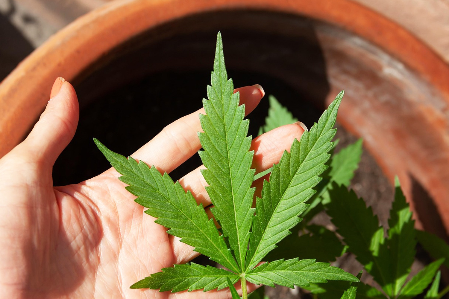 大麻の“葉”から希少化合物「フラボアルカロイド」が初確認｜THCだけではない未解明な植物の可能性