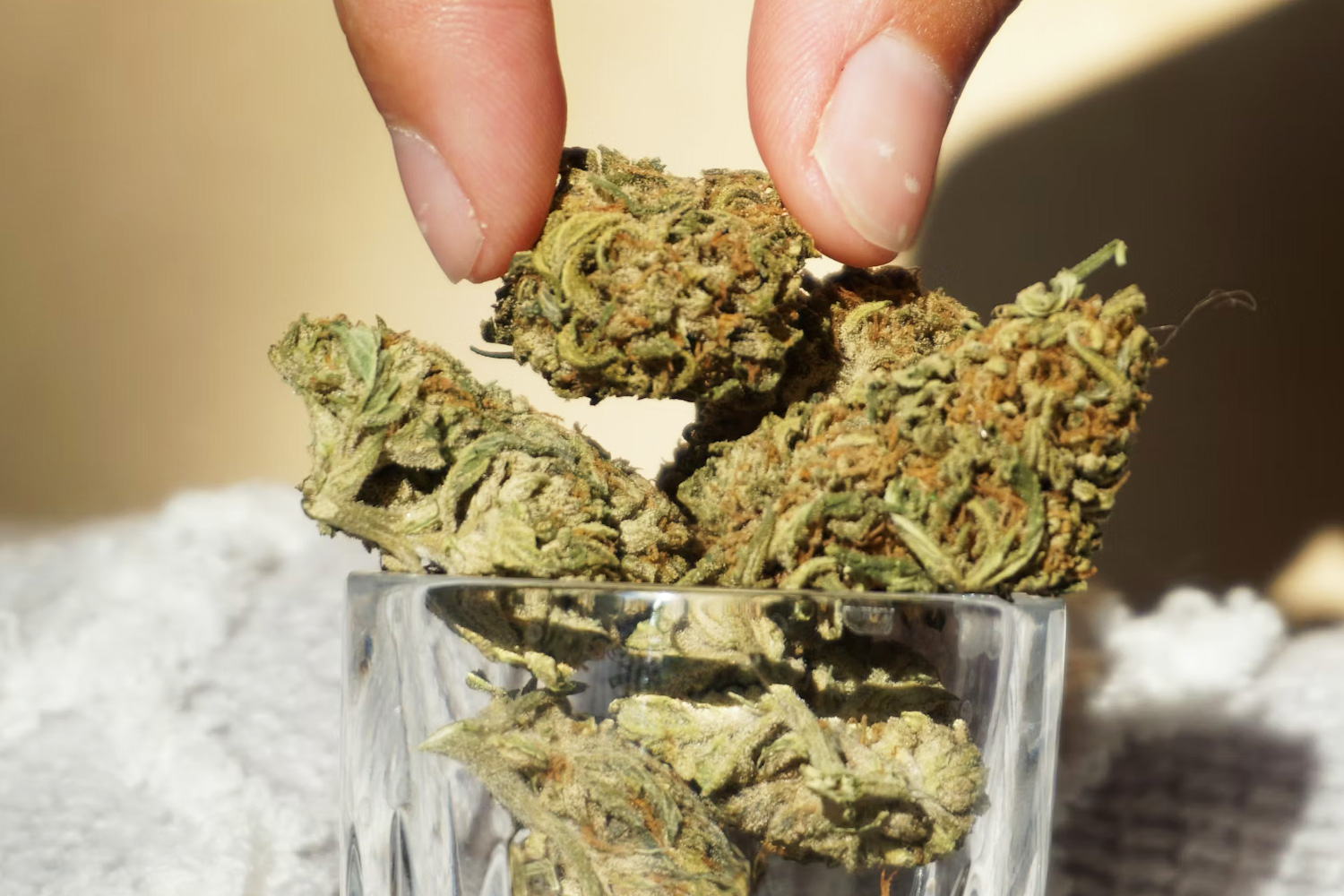 How cannabis components change over time — the effects of aging on THC, terpenes, and CBN