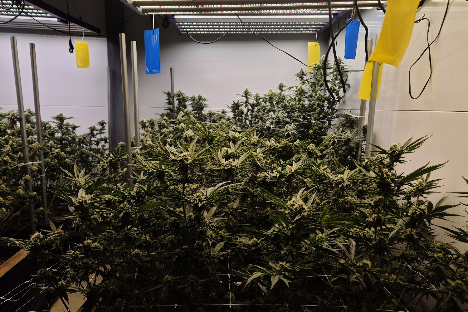 Tropical Thunder cannabis farm flowering room in Pattaya