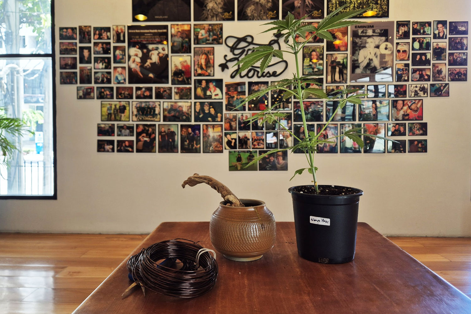Seedling and driftwood prepared for an exhibition cannabis bonsai piece