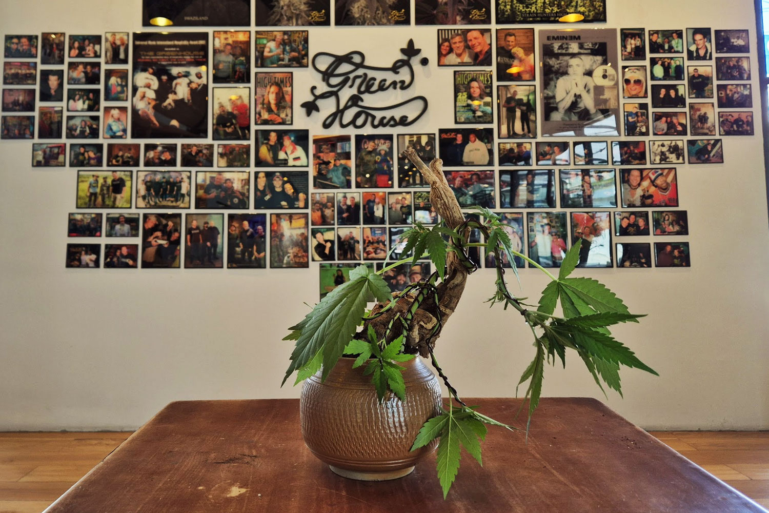 Cannabis bonsai piece combining driftwood and ceramic for an exhibition
