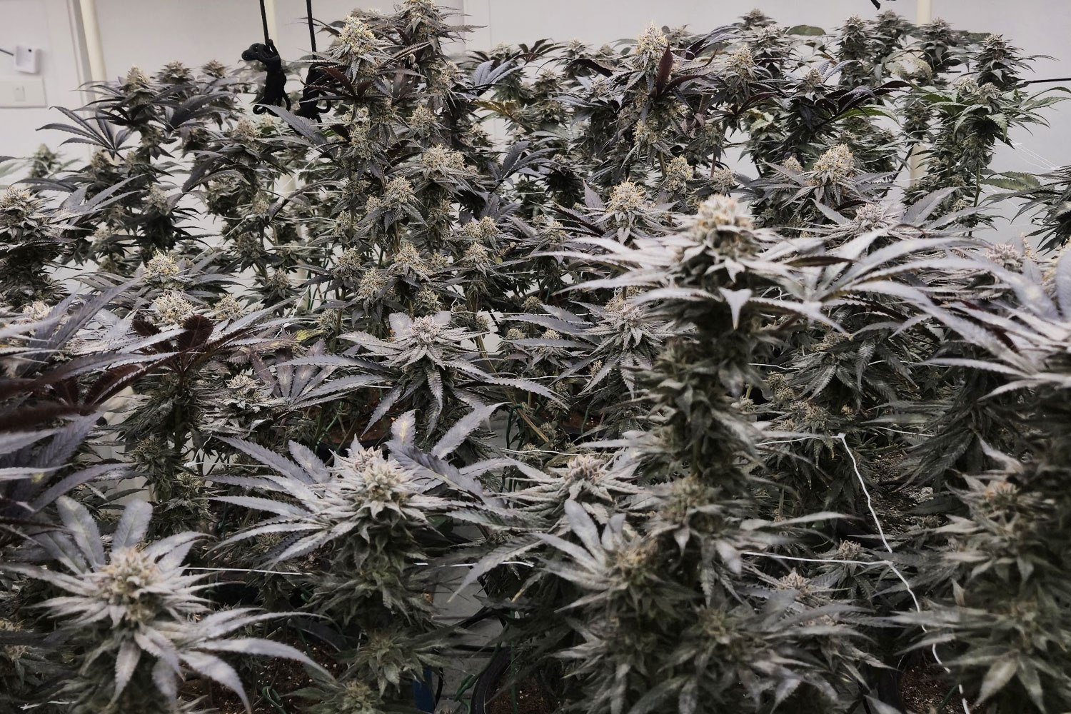 Medical cannabis flowers right before harvest at Revana Café, Silom, Bangkok