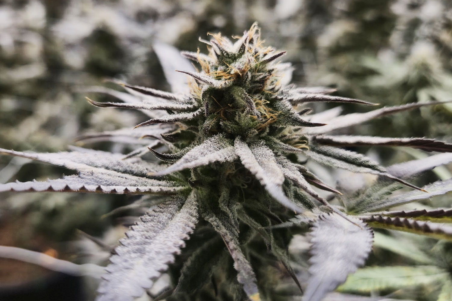 OG Kush cannabis nearing harvest at Revana Café, Bangkok