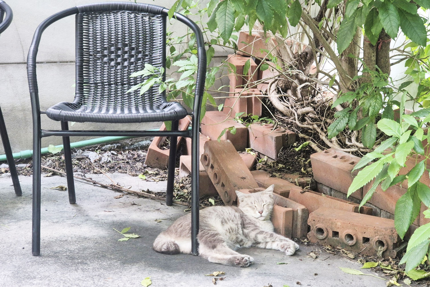 The resident cat napping at Shelterhood Brew & Chill, Bang Na, Bangkok