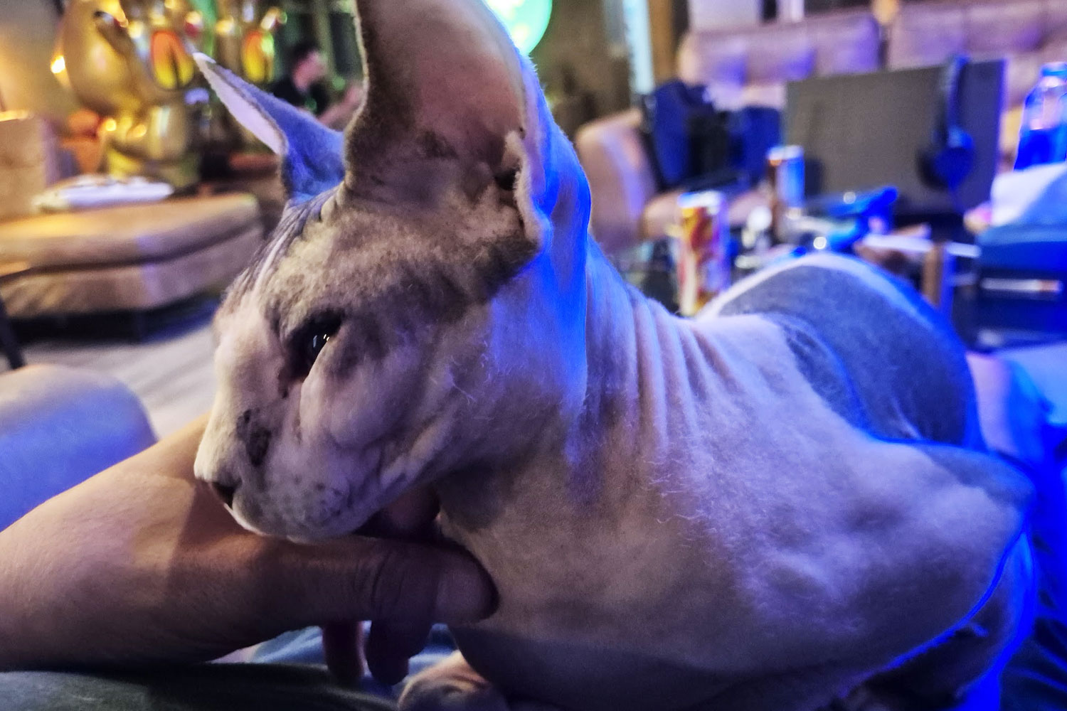 Haku, the resident cat at GANJA MEN, greeting visitors in Silom, Bangkok