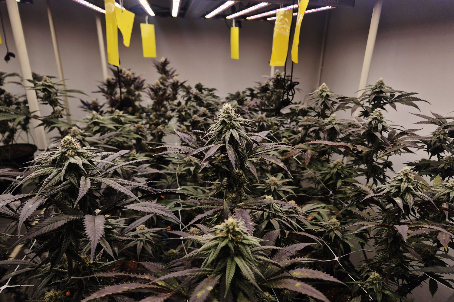Cannabis cultivation space managed inside the Revana Cafe building