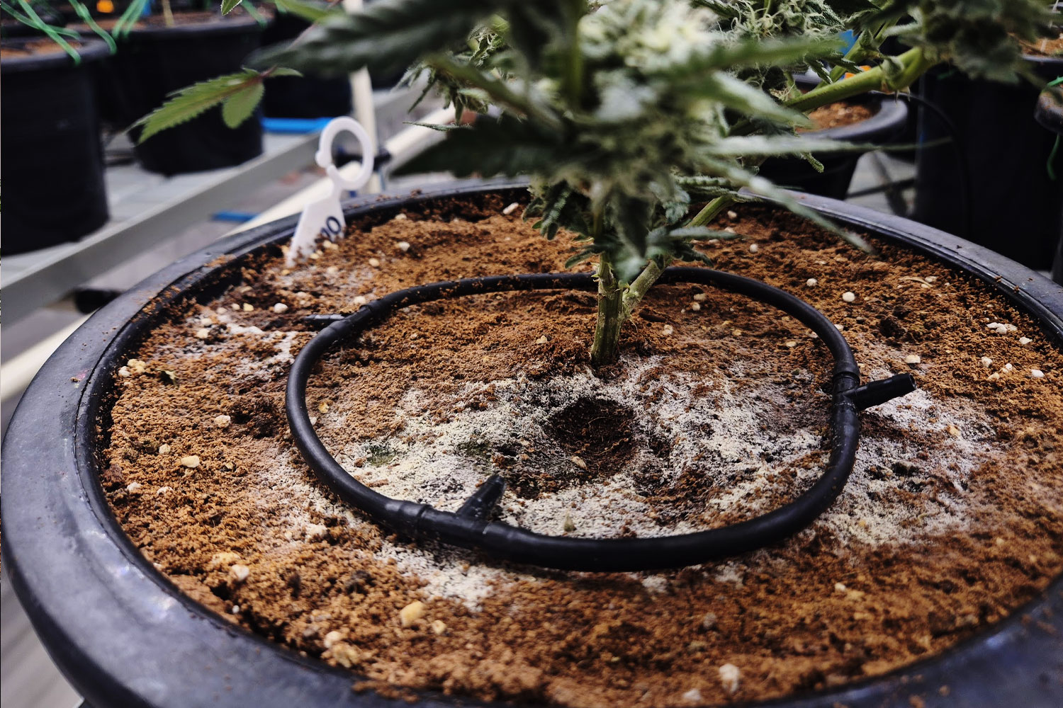 Organic soil management using Trichoderma at Revana Cafe