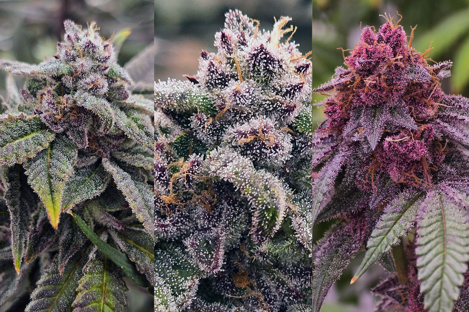 Revana Cafeが管理するテルペン重視の大麻栽培