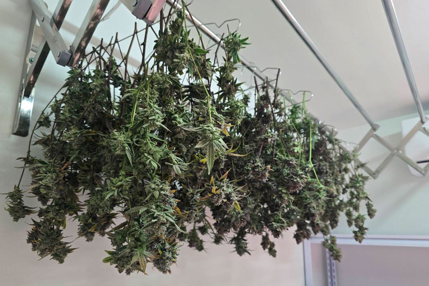 大麻の品質を決める完璧なキュア環境