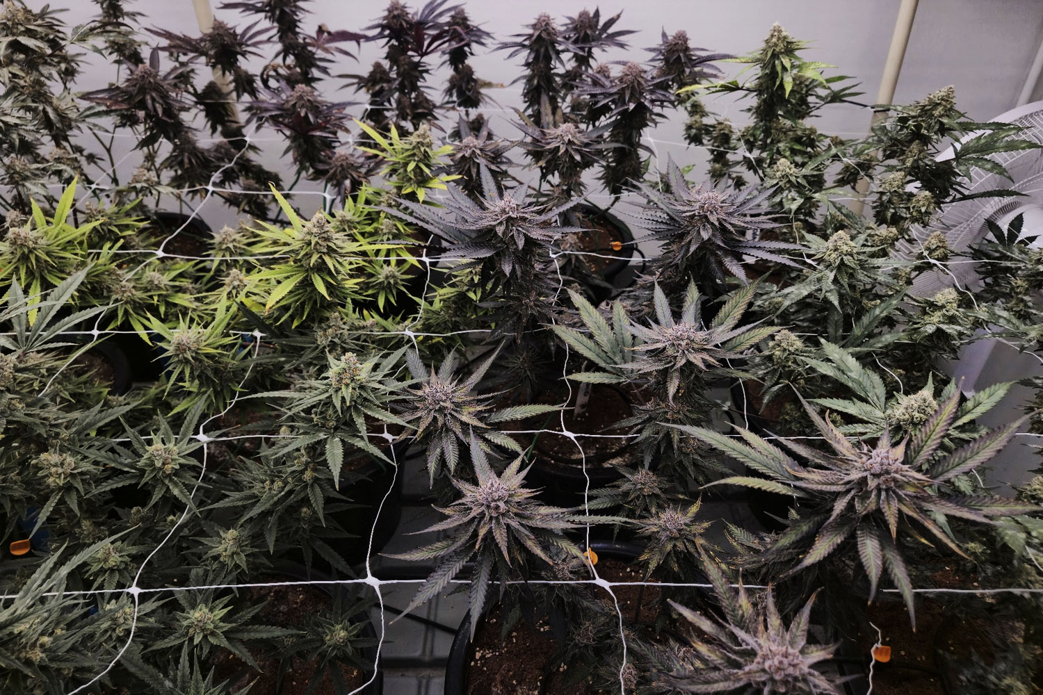 Revana Cafeが管理する大麻農場の栽培風景