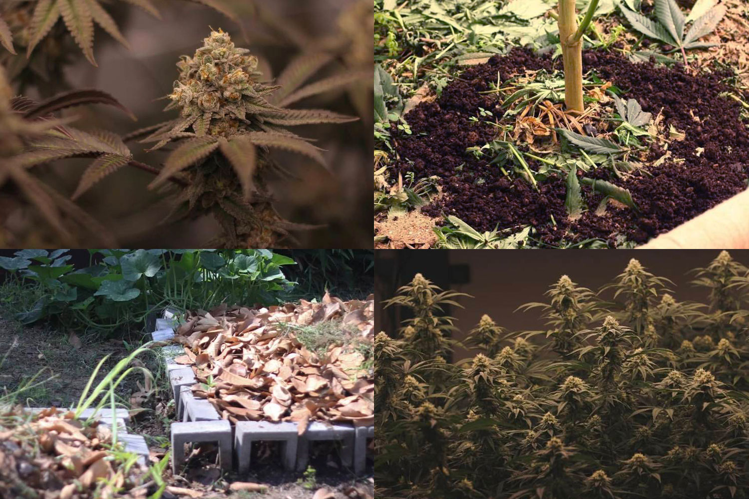 THE MELLOW FACE Living Soil-grown medical cannabis flower