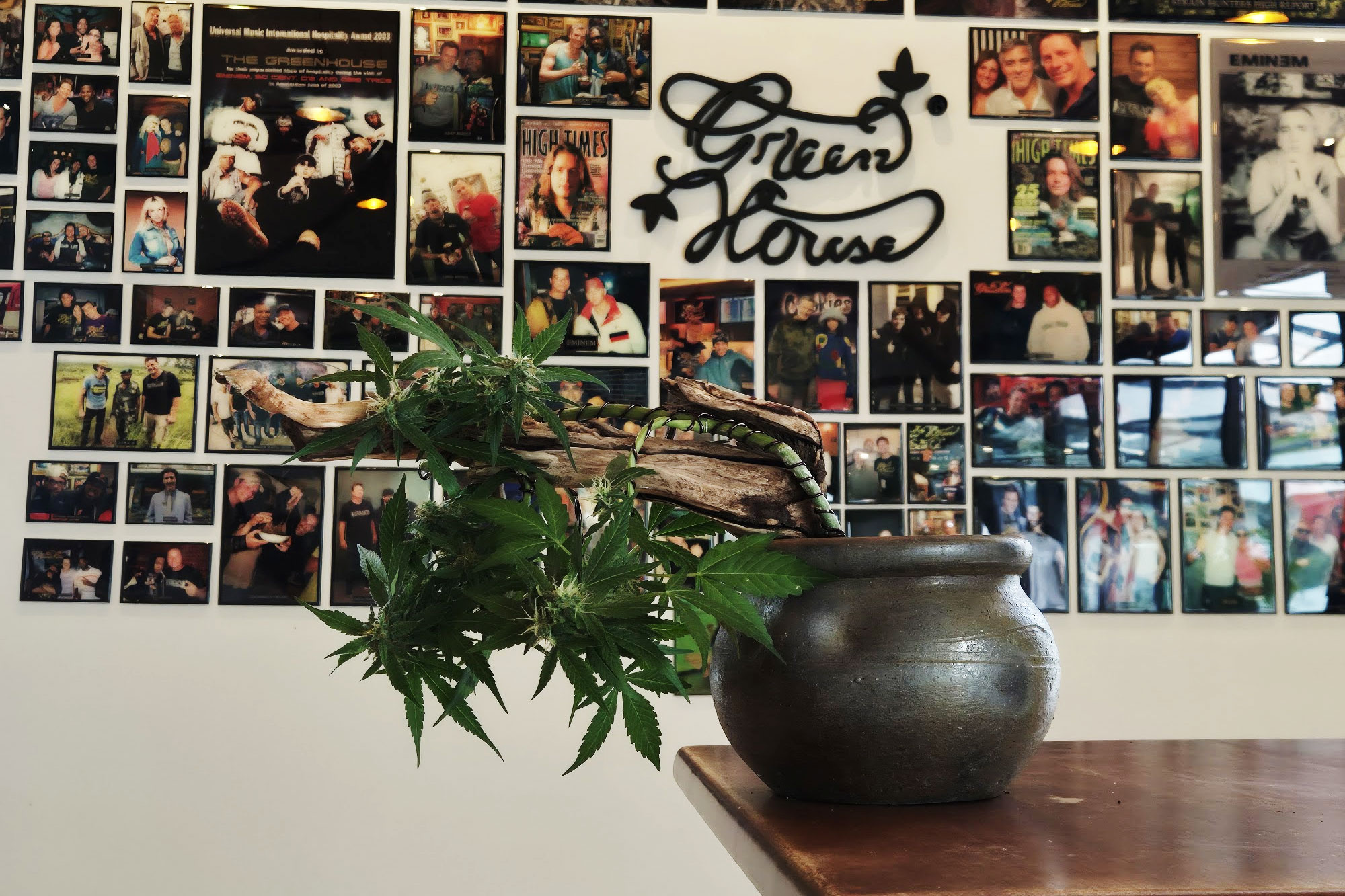 A ganja bonsai for the Green House display, finished by trimming away unneeded leaves and flowers