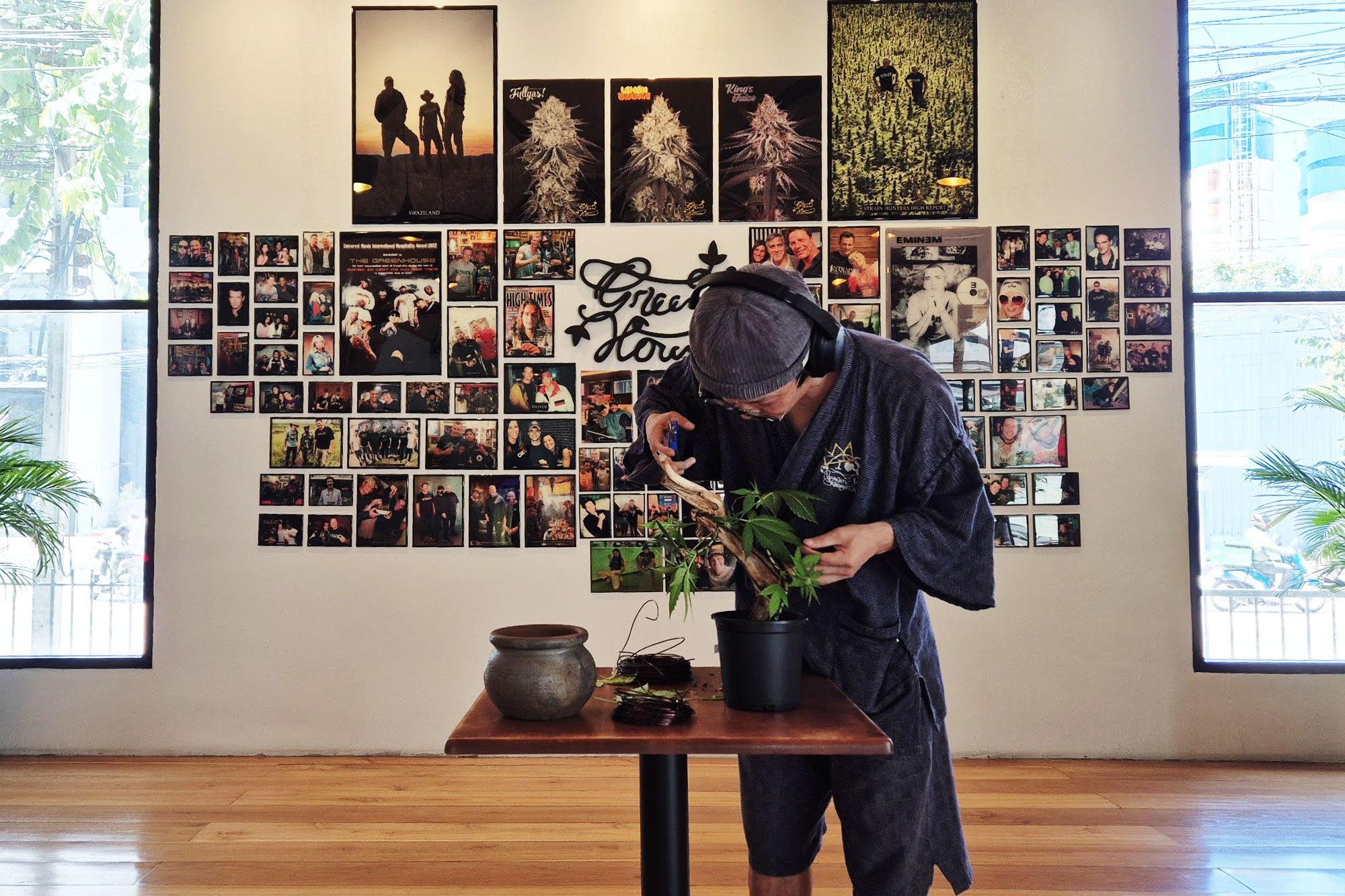 Checking the ganja bonsai before maintenance at Green House Nuanchan