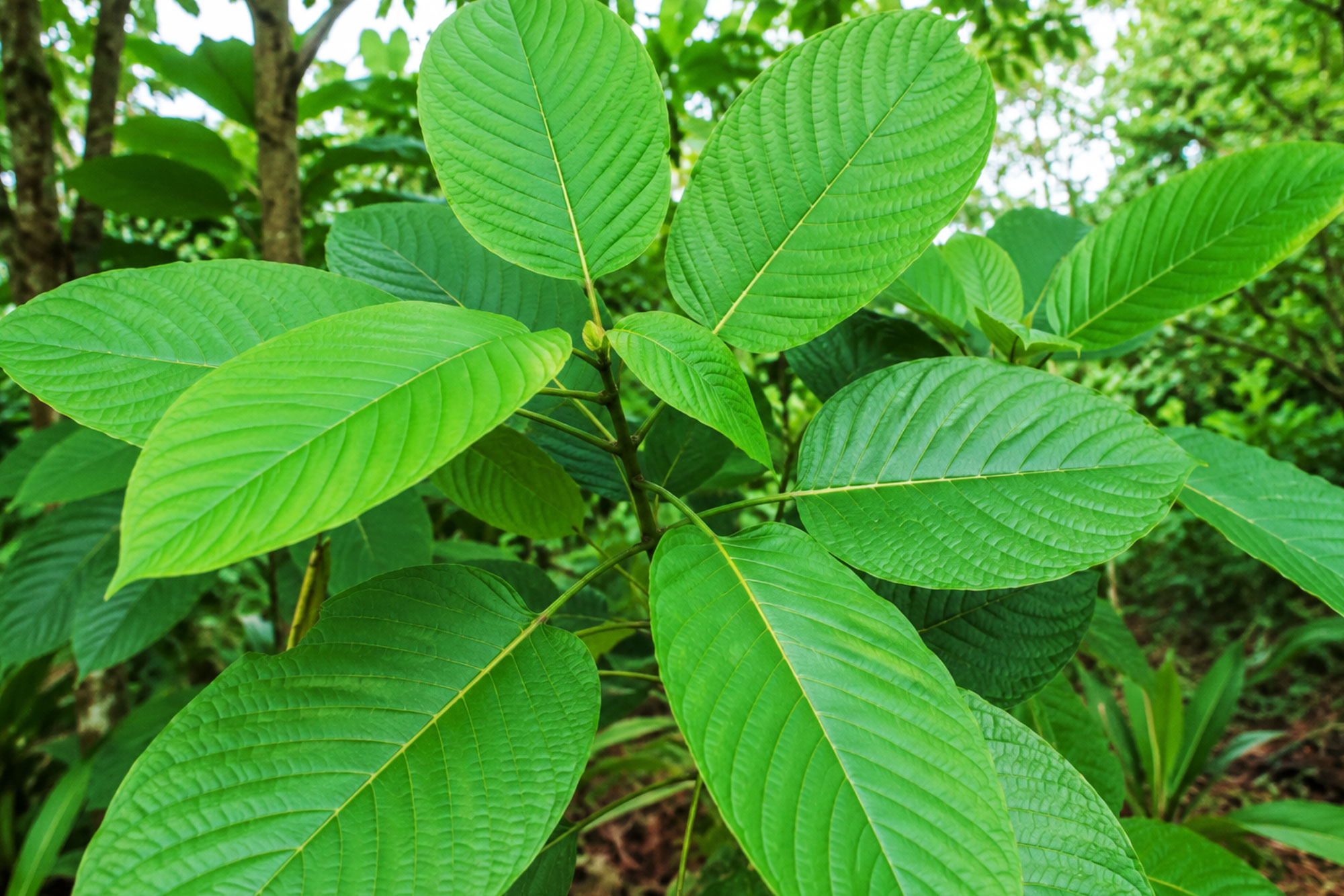 Kratom plant and leaves, long used in Thailand